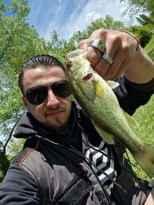Smallmouth Bass