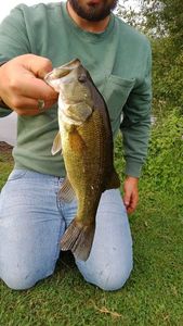 Largemouth Bass