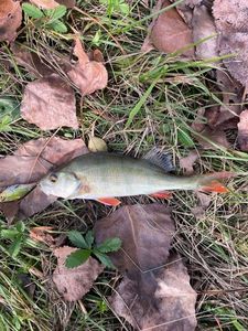 European Perch