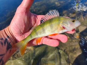 European Perch