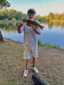 Largemouth Bass