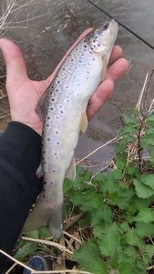 Brown Trout