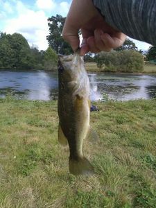 Largemouth Bass