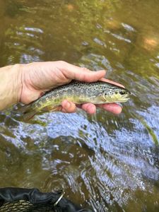 Brown Trout