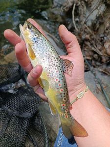 Brown Trout