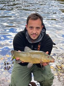 Tench