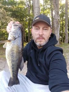 Largemouth Bass