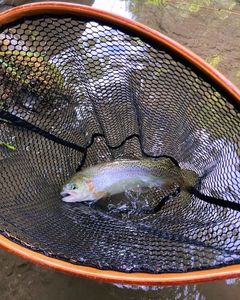 Rainbow Trout