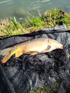 Leather Carp