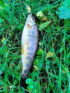 Brown Trout