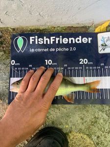 European Perch