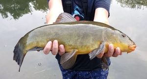 Tench