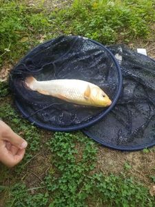 Koï Fish