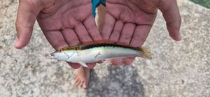 Regenbogenlippfisch