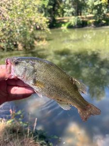 Smallmouth Bass