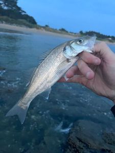 European Bass (Seabass)