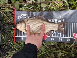 Crucian Carp