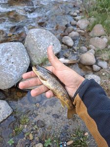 Brown Trout
