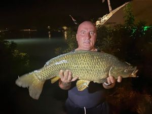 Common Carp