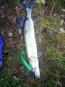 Brochet