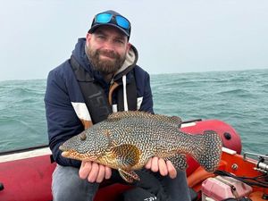 Ballan Wrasse