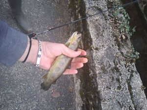 Brown Trout