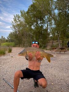 Common Carp