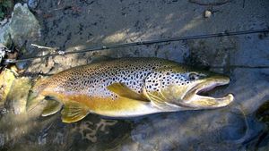 Brown Trout