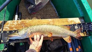 Northern Pike