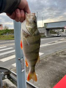 European Perch