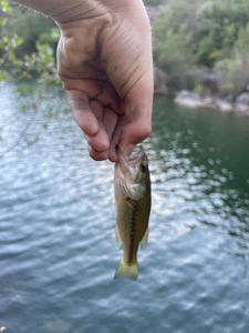 Smallmouth Bass