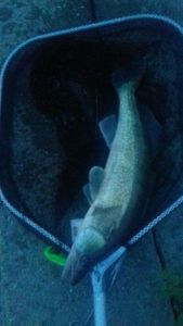 Zander