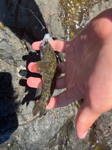 Giant Goby