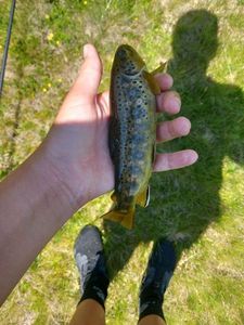Brown Trout