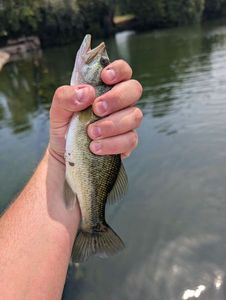 Largemouth Bass