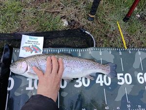 Rainbow Trout
