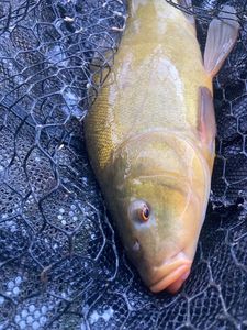 Tench
