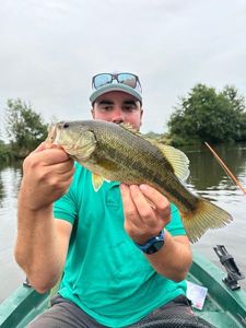 Largemouth Bass