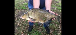 Common Bream