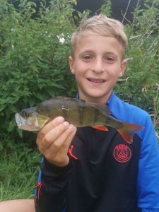 European Perch