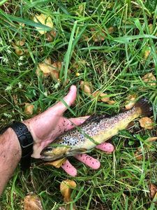 Brown Trout