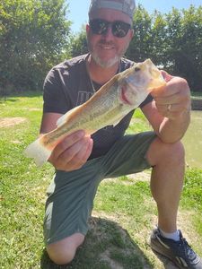 Largemouth Bass