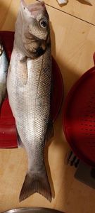 European Bass (Seabass)