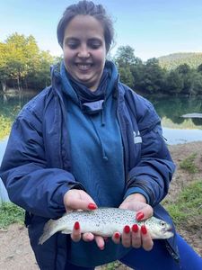 Brown Trout