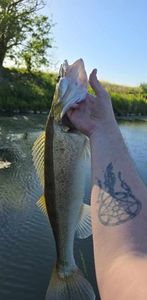 Zander