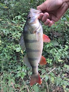 European Perch