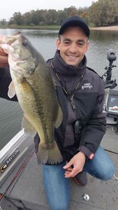 Largemouth Bass