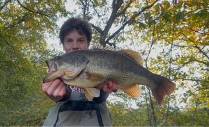 Smallmouth Bass