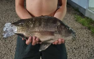 Tilapia