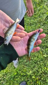 European Perch